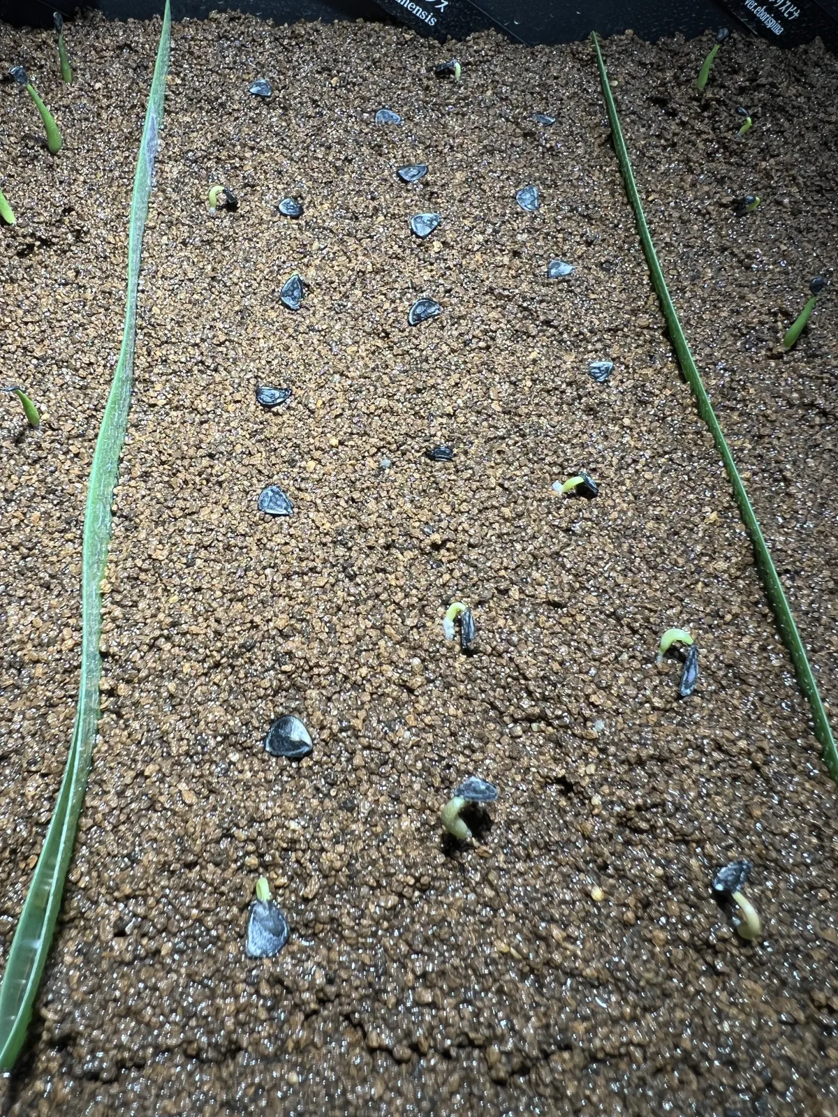 Agave isthmensis (アガベ イシスメンシス)