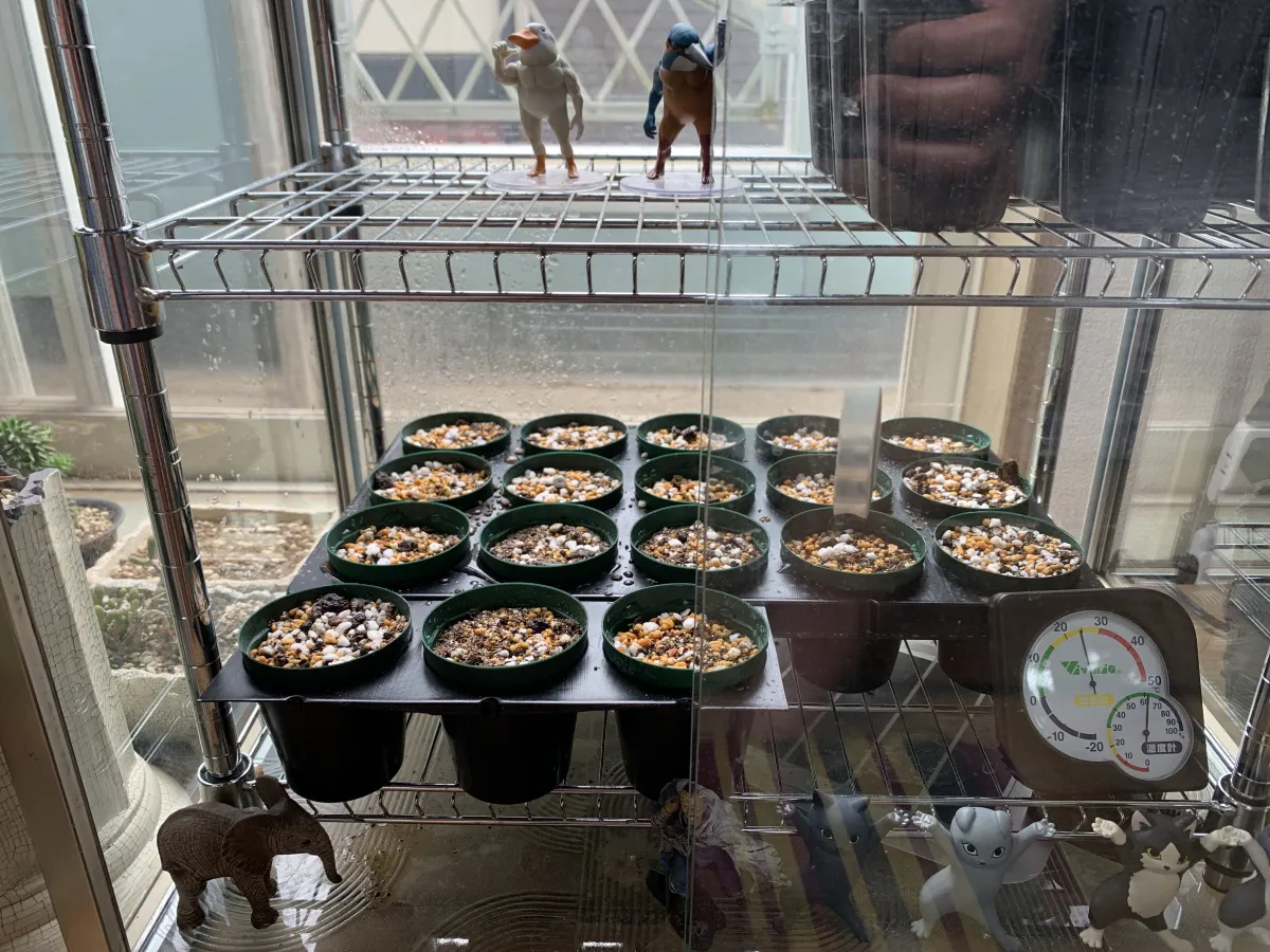 Pachypodium rosulatum var. gracilius (パキポディウム グラキリス)