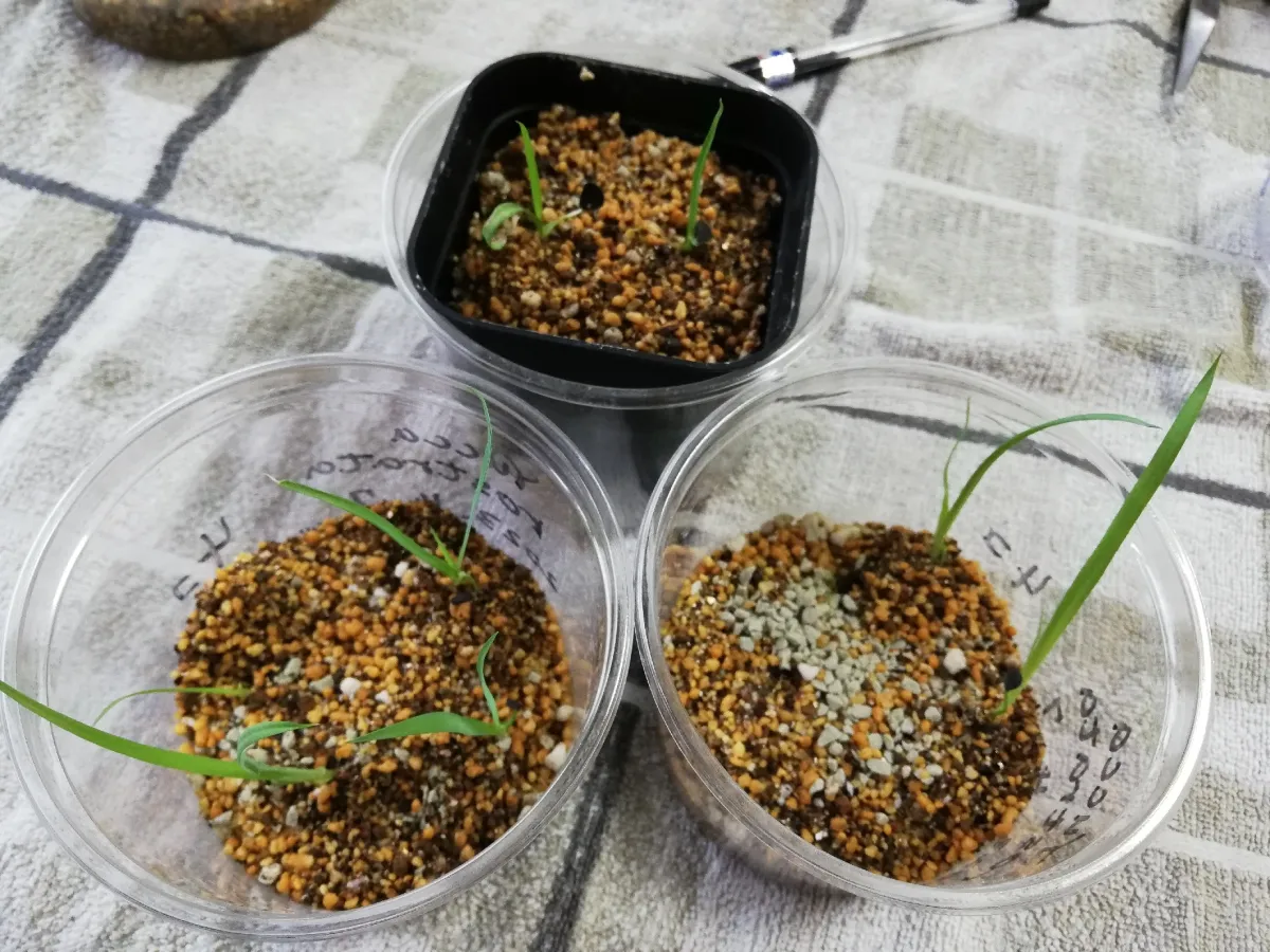 Yucca rostrata (ユッカ ロストラータ)