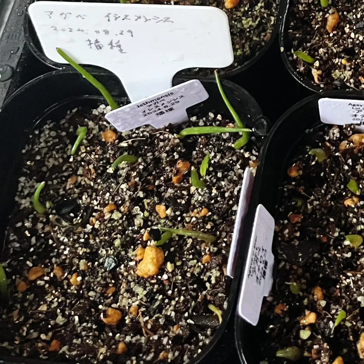 Agave isthmensis (アガベ イシスメンシス)