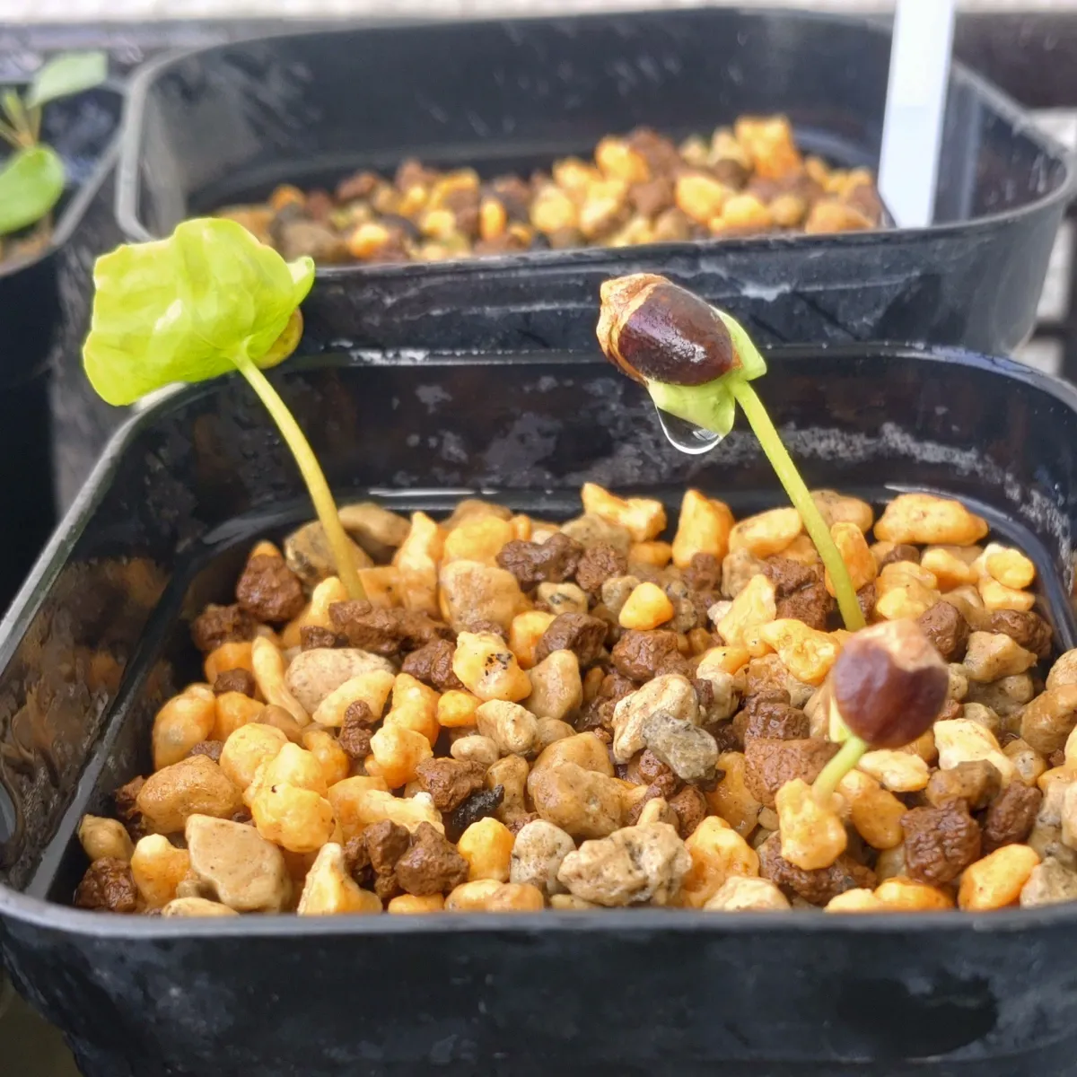 Commiphora monstruosa (コミフォラ モンストローサ)