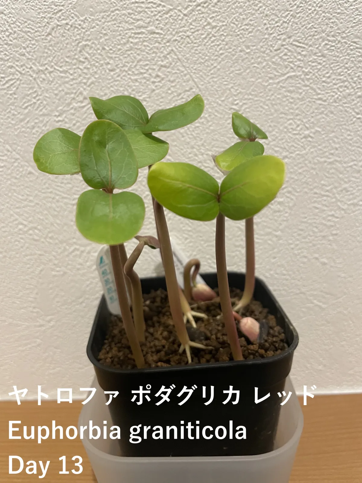 Jatropha podagrica 'Red' (ヤトロファ ポダグリカ レッド 'サンゴ油桐')