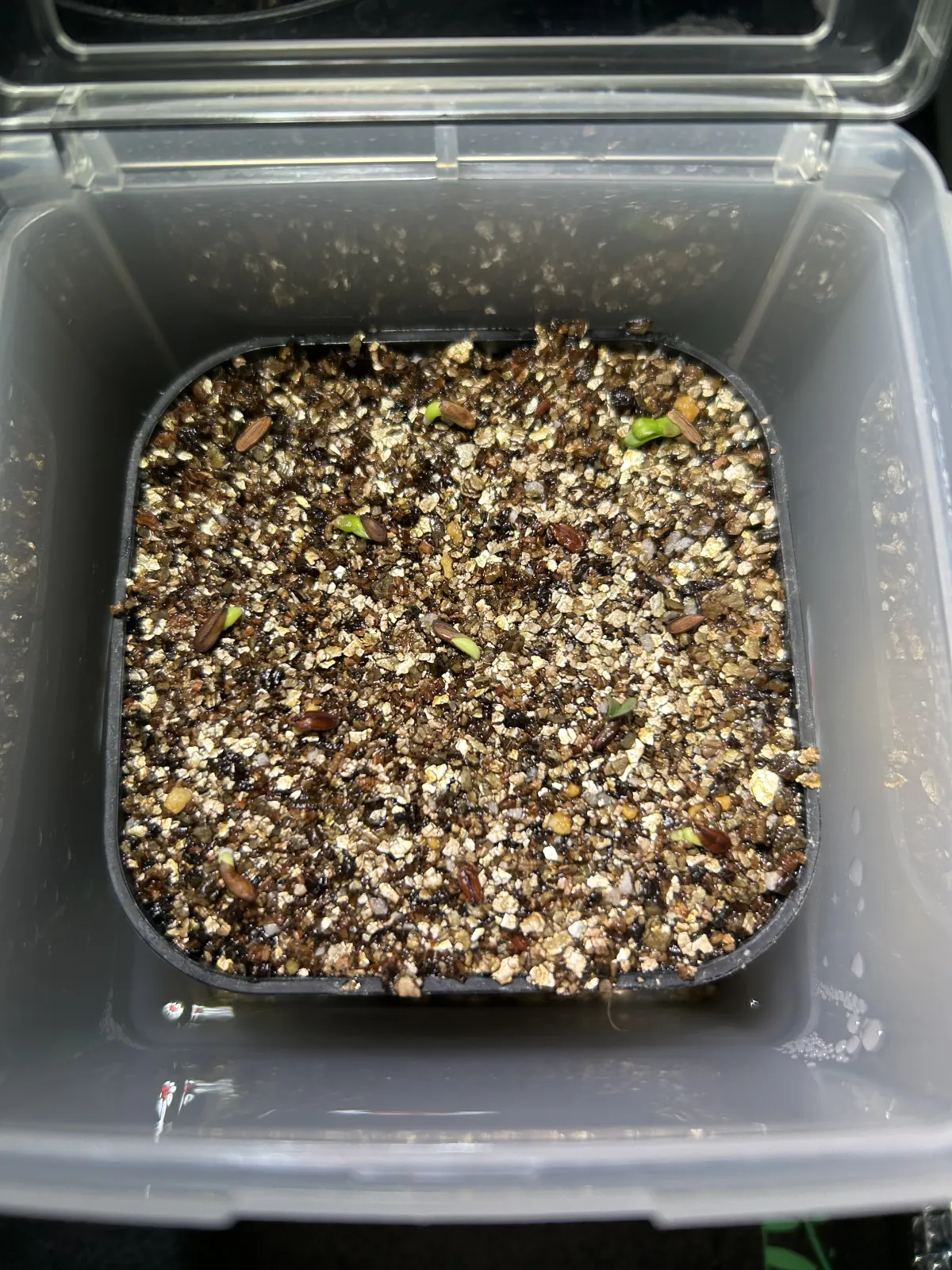 Pachypodium brevicaule subsp. leucoxanthum (パキポディウム レウコキサンツム)