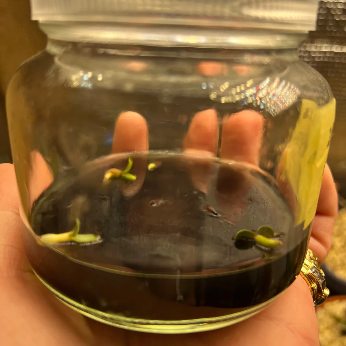 Pachypodium rosulatum var. gracilius (パキポディウム グラキリス)