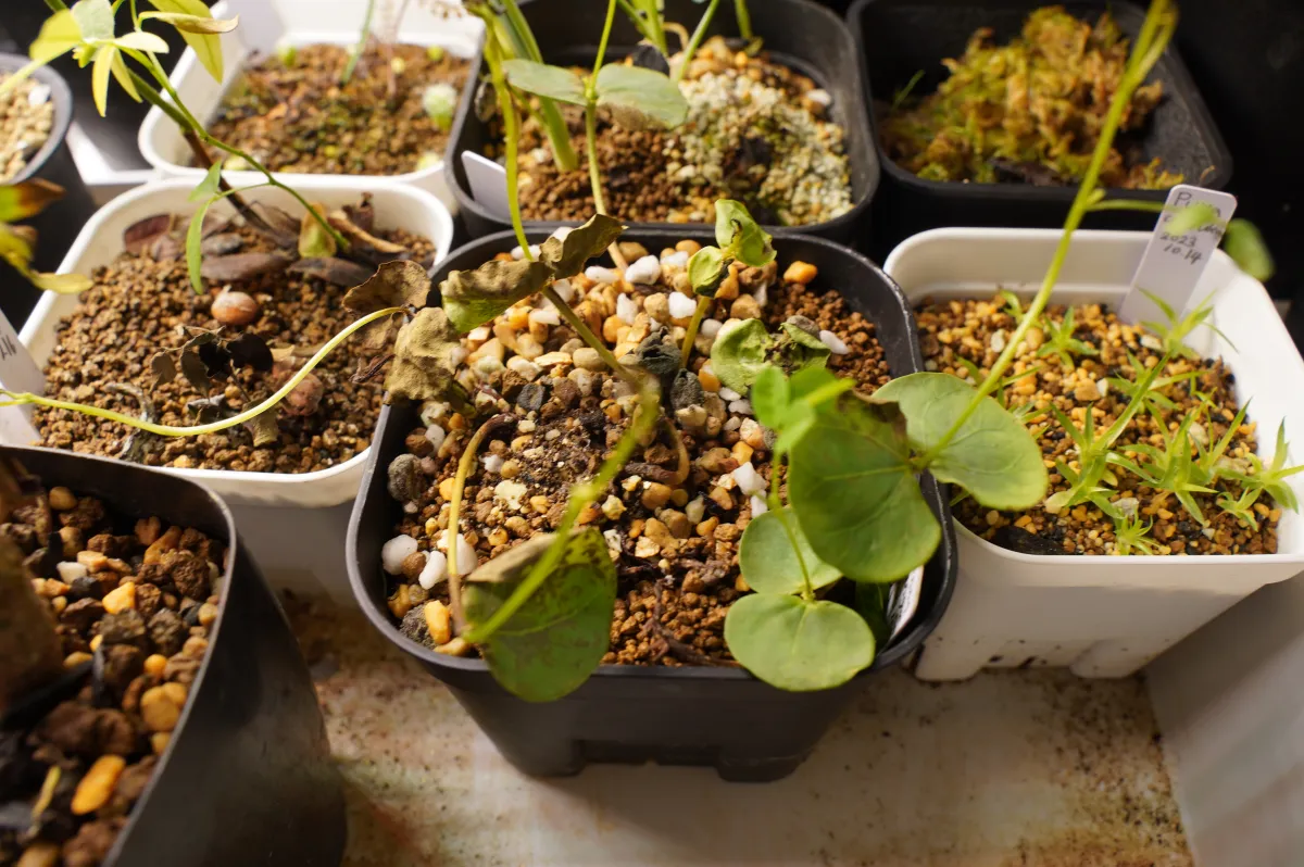 Senna singueana (センナ シンゲアナ)