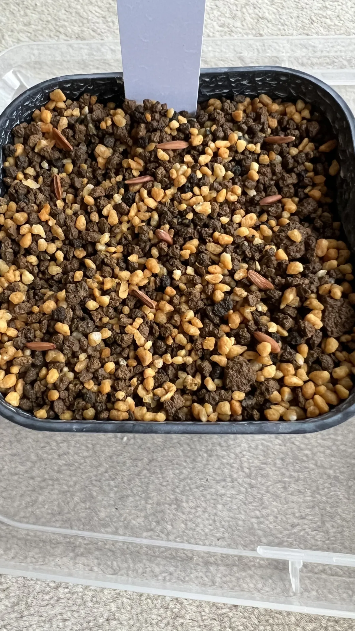 Pachypodium rosulatum ssp. cactipes (パキポディウム カクチペス)