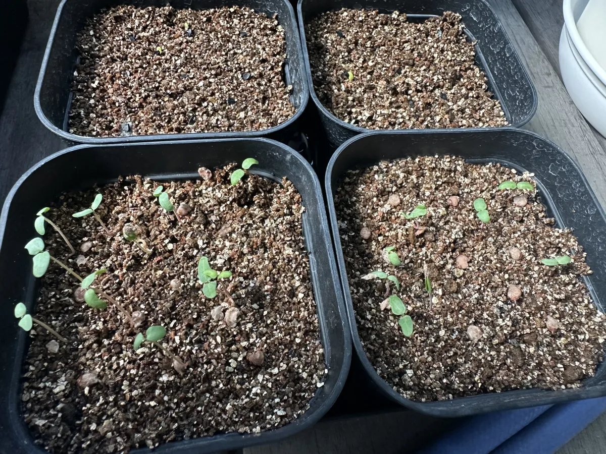 Pachycormus discolor (パキコルムス ディスカラー)