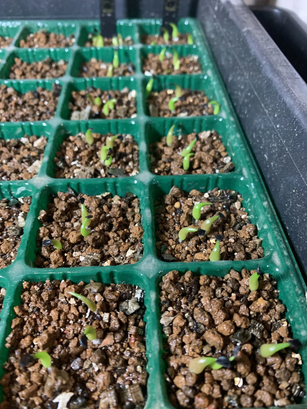 Agave oteroi (アガベ オテロイ)