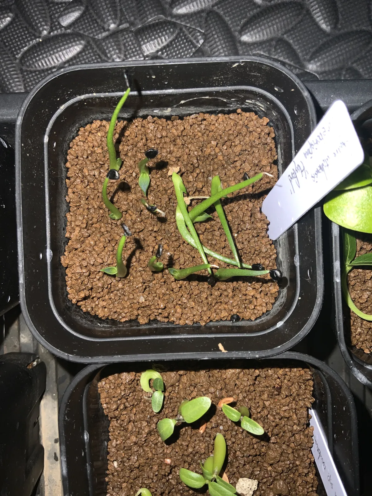 Agave utahensis var. eborispina 'Hayford' (アガベ エボリスピナ ヘイフォード)