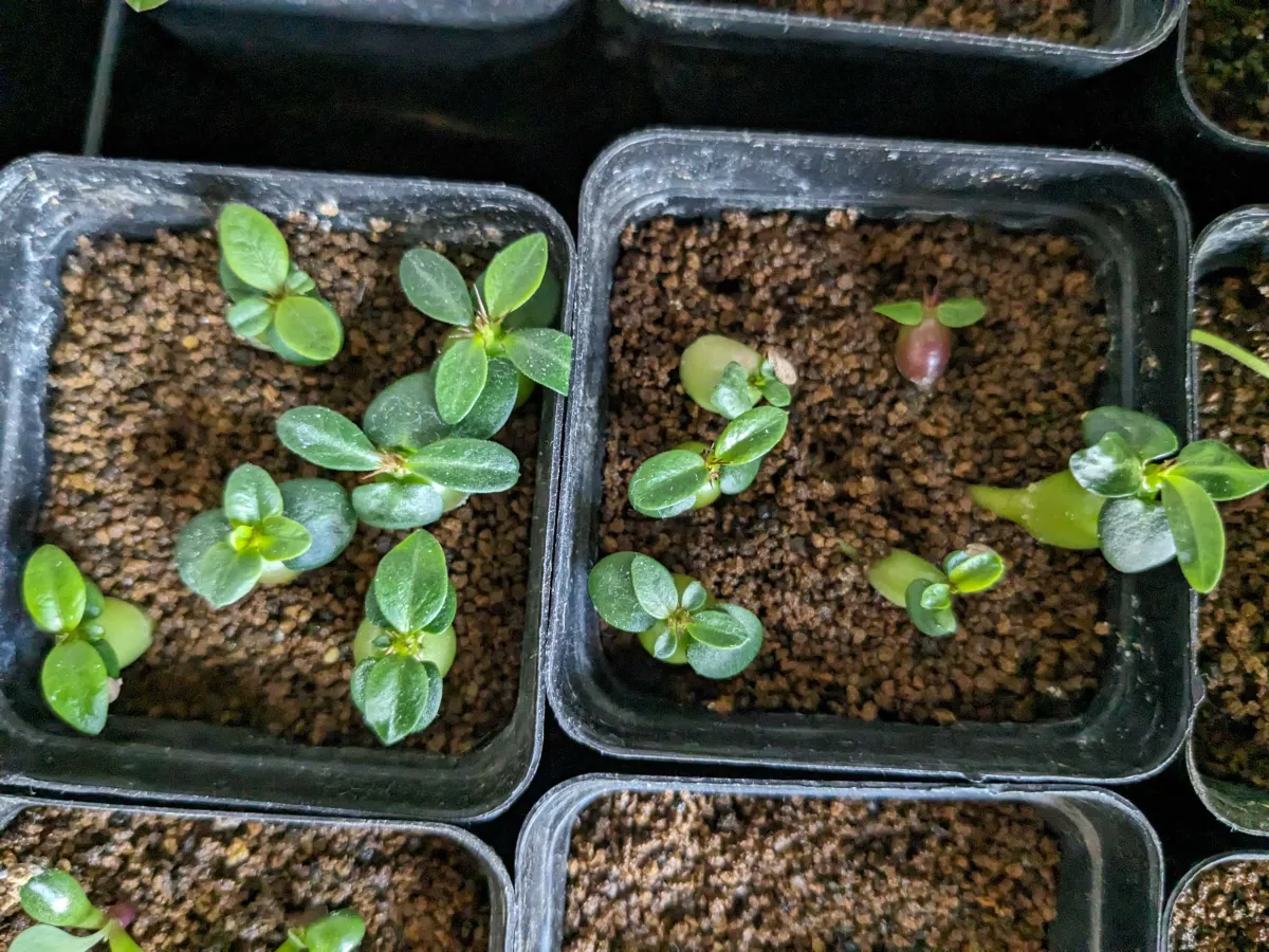 Pachypodium succulentum (パキポディウム サキュレンタム 天馬空)