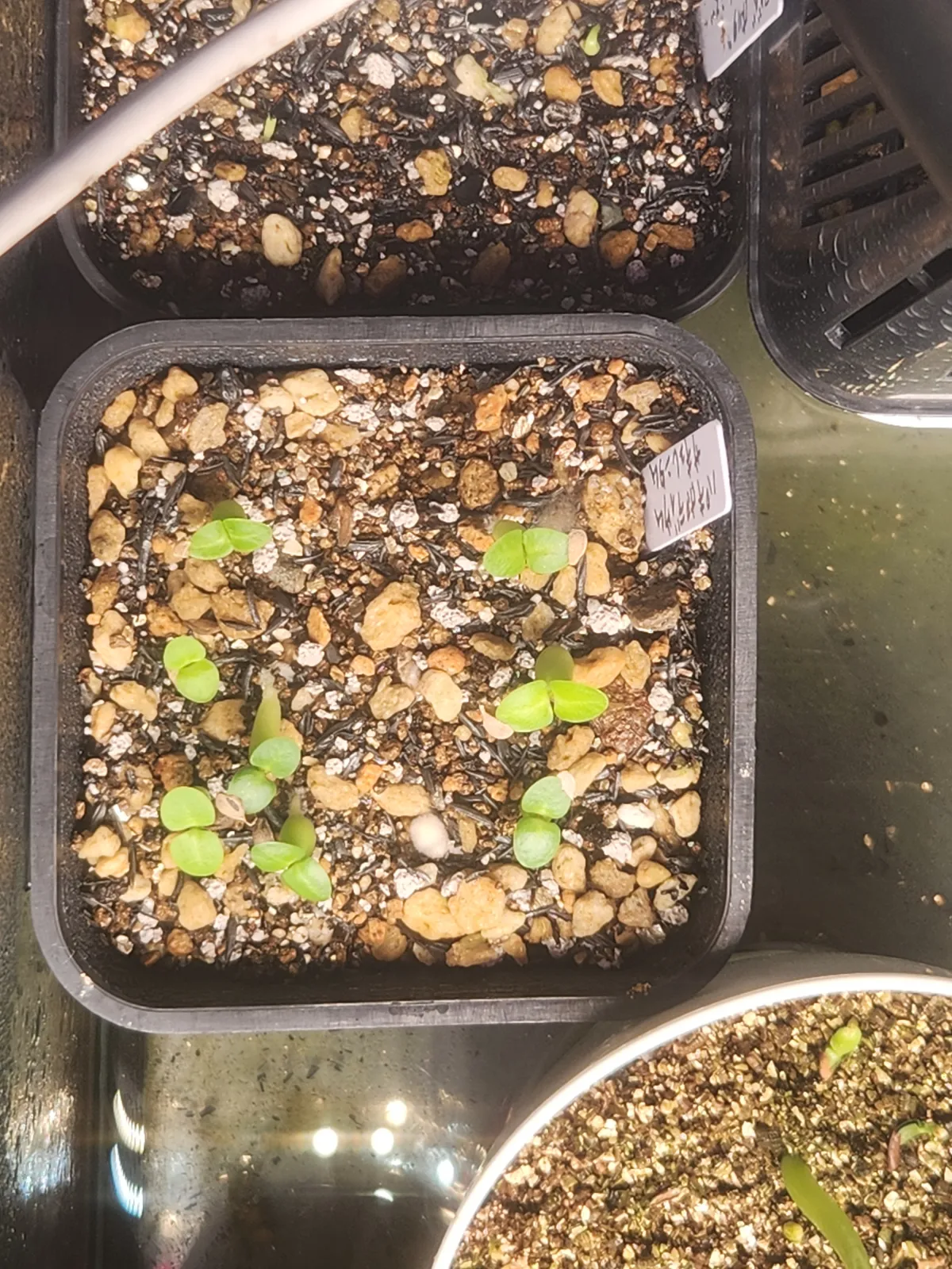 Pachypodium succulentum (パキポディウム サキュレンタム 天馬空)