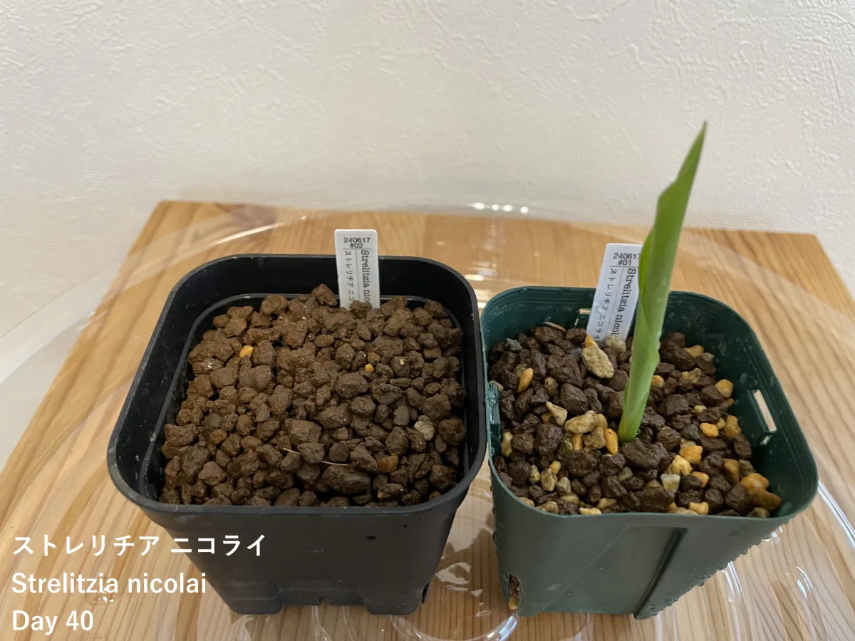Strelitzia nicolai (ストレリチア ニコライ)