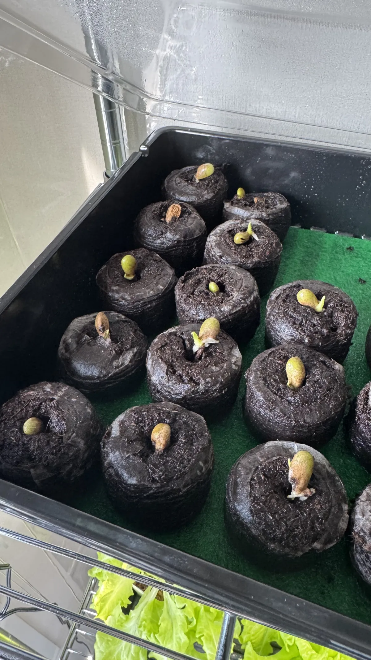 Monstera deliciosa Tauerii (モンステラ タウエリー)