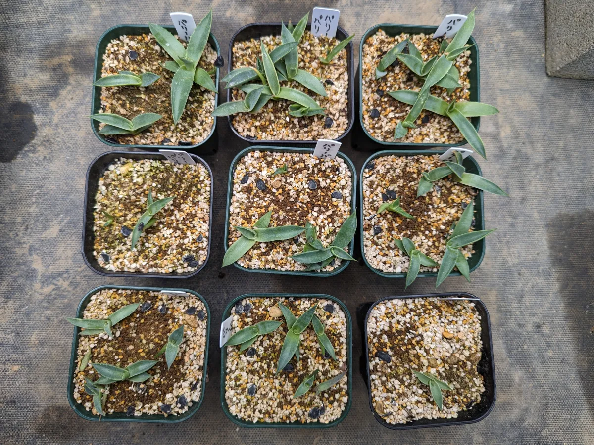 Agave parryi subsp. parryi (アガベ パリー)