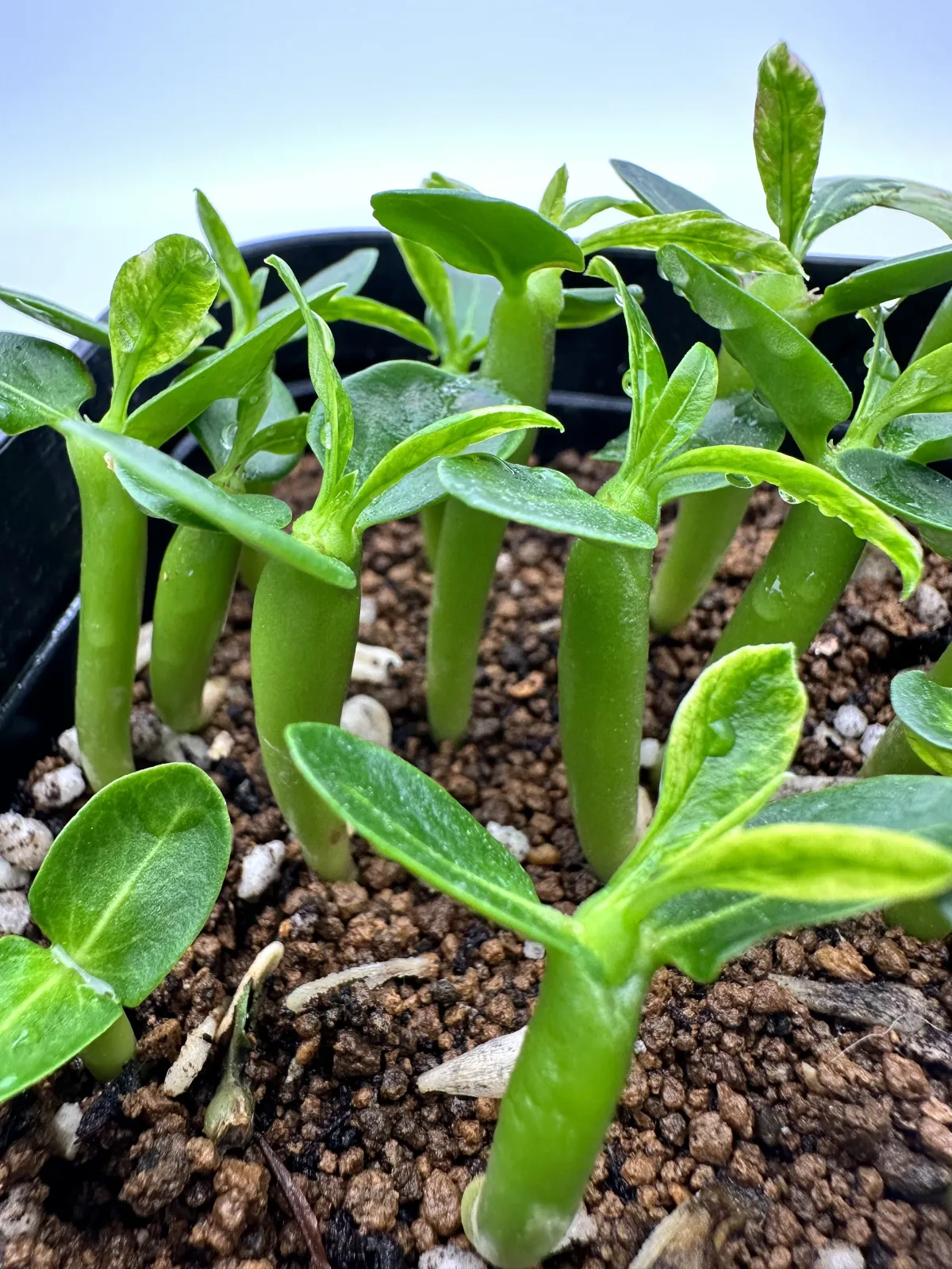 Pachypodium lamerei (パキポディウム ラメレイ 夢叶棒)