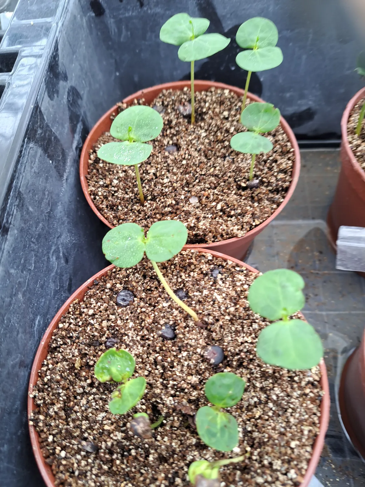 Senna singueana (センナ シンゲアナ)