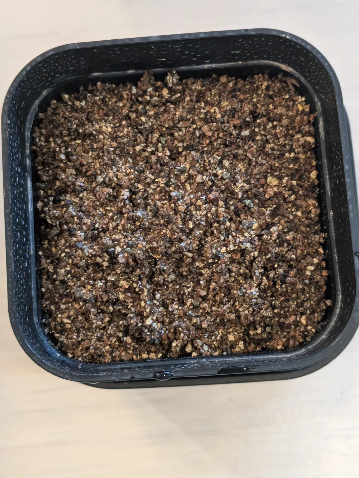 Echeveria agavoides 'Ebony' (エケベリア アガボイデスエボニー)