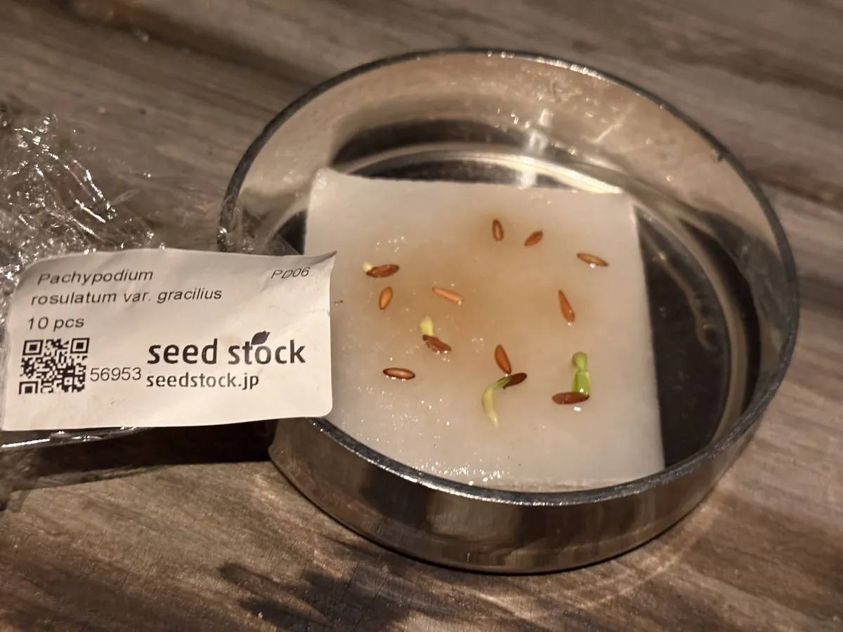 Pachypodium rosulatum var. gracilius (パキポディウム グラキリス)