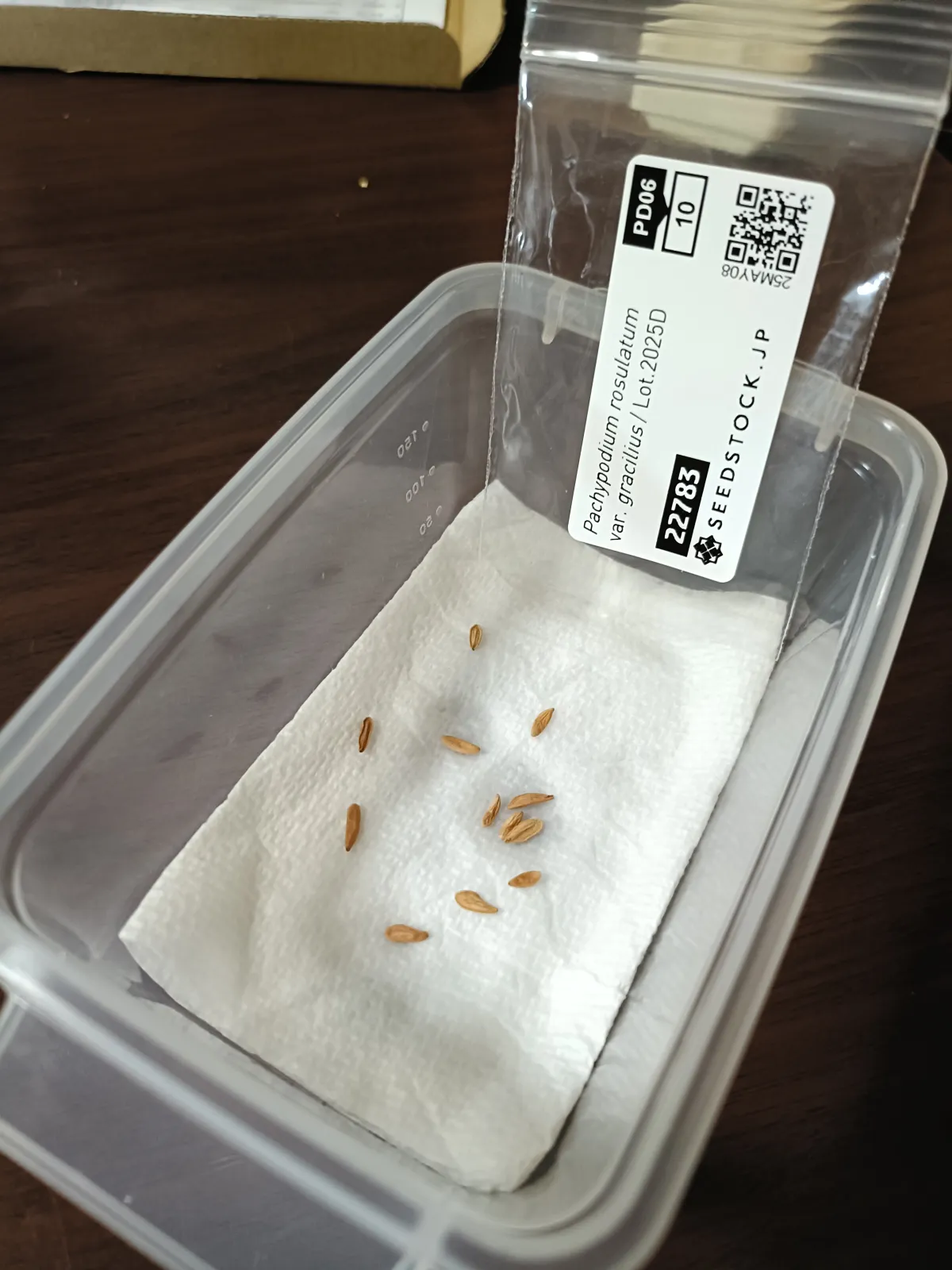 Pachypodium rosulatum var. gracilius (パキポディウム グラキリス)