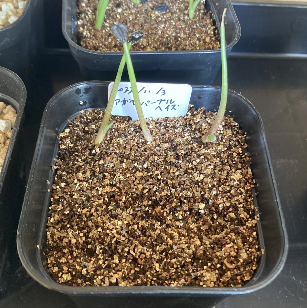 Agave potatorum Purple Haze (アガベ パープルヘイズ)