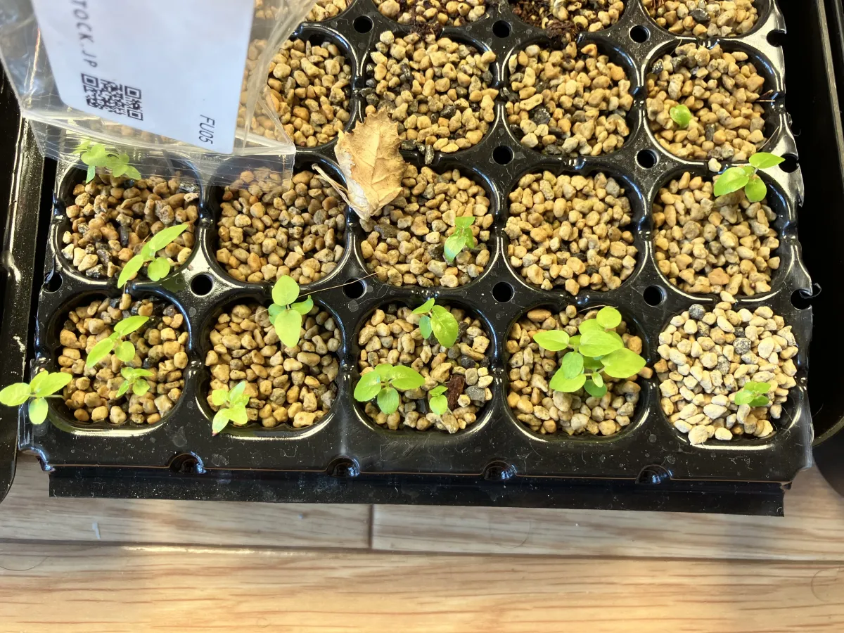 Ficus petiolaris (フィカス ペティオラリス)