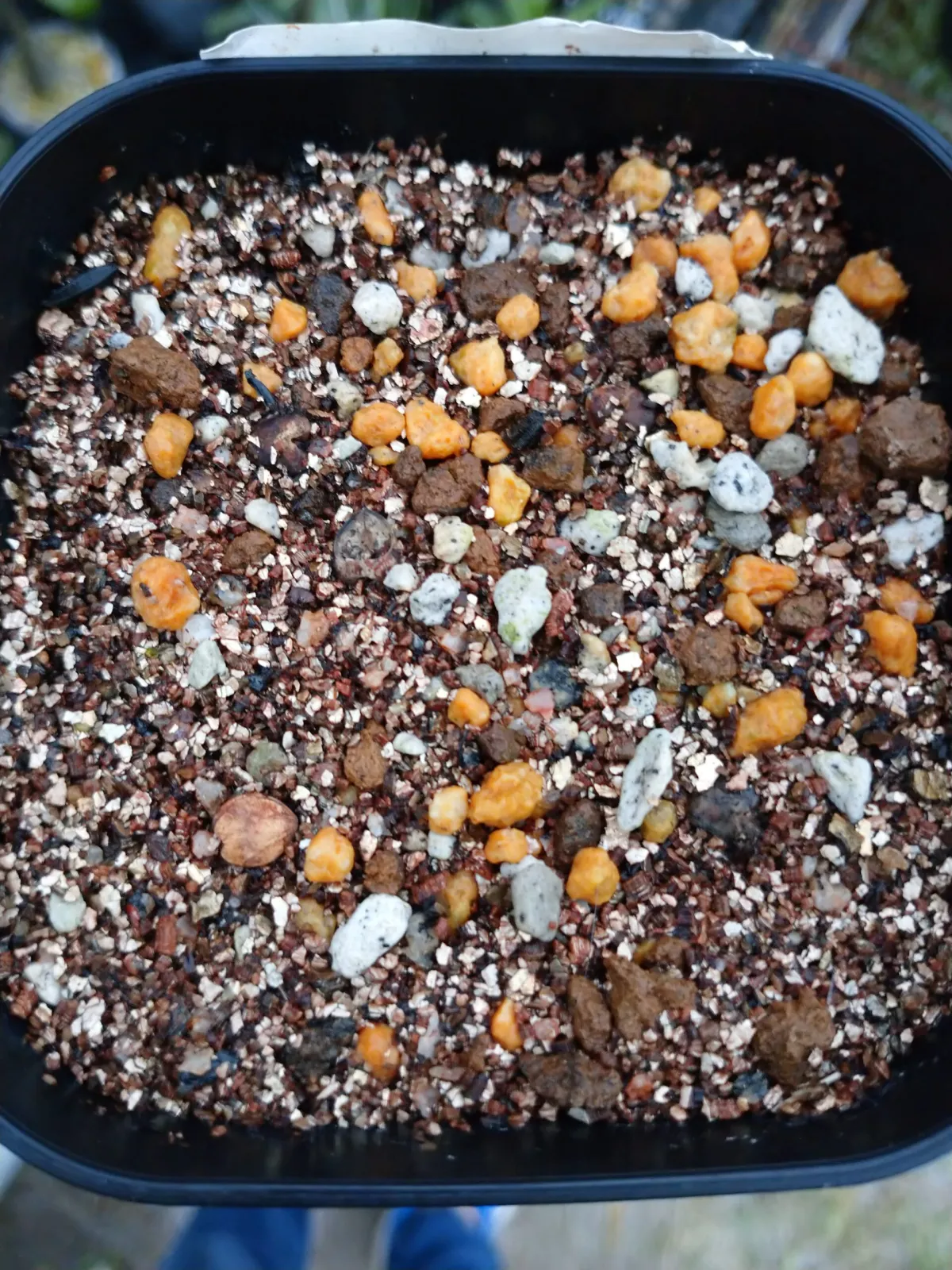 Commiphora kataf (コミフォラ カタフ)