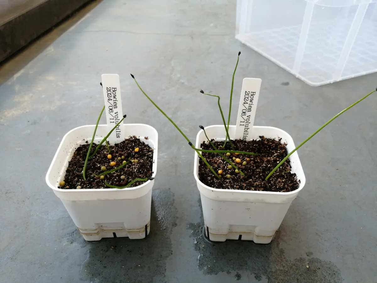 Bowiea volubilis (ボウィエア ボルビリス 蒼角殿)