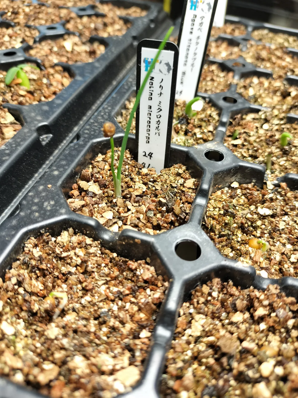 Nolina microcarpa (ノリナ ミクロカルパ)