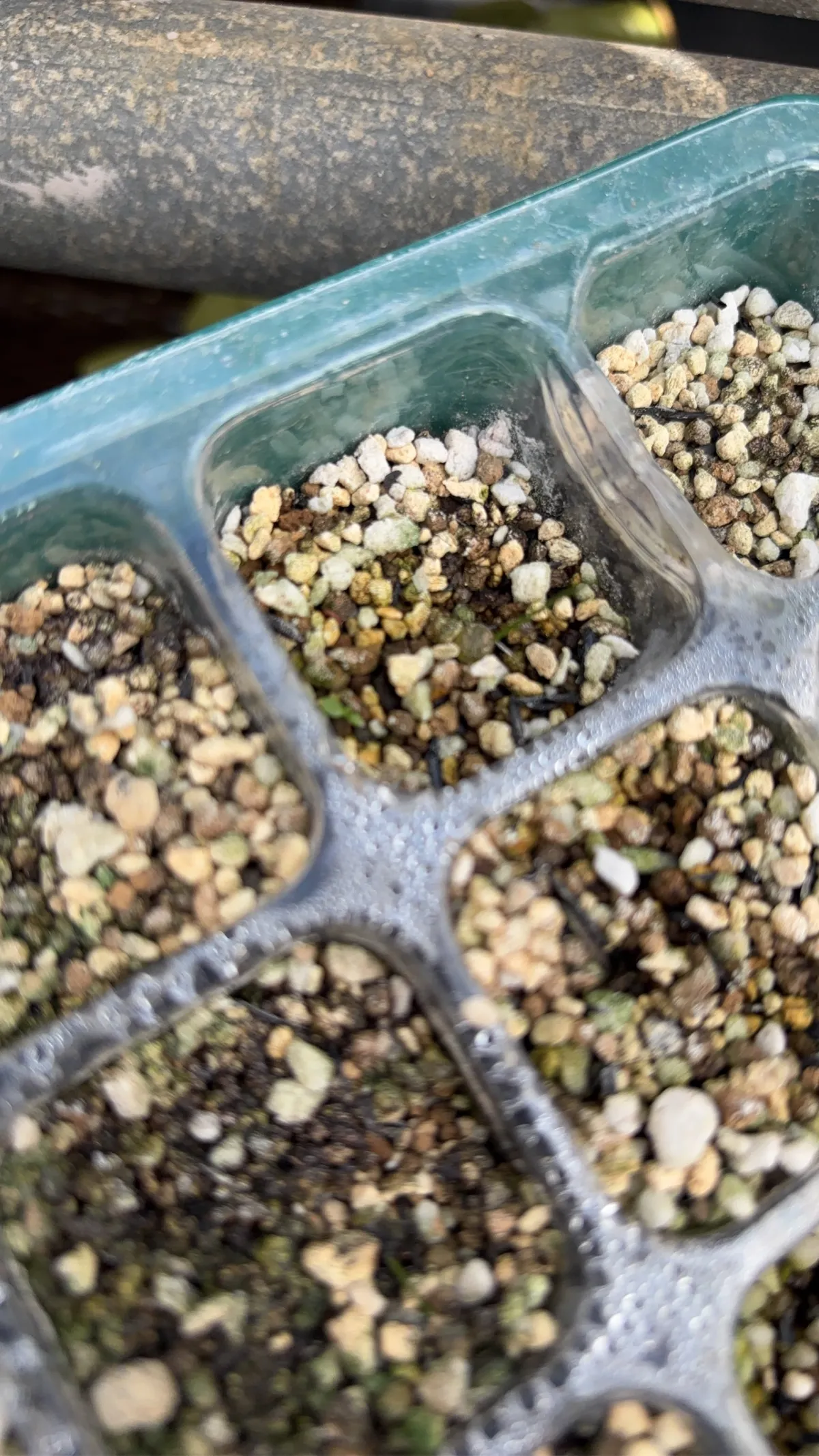 Opuntia engelmannii var. engelmannii (オプンティア エンゲルマニー)