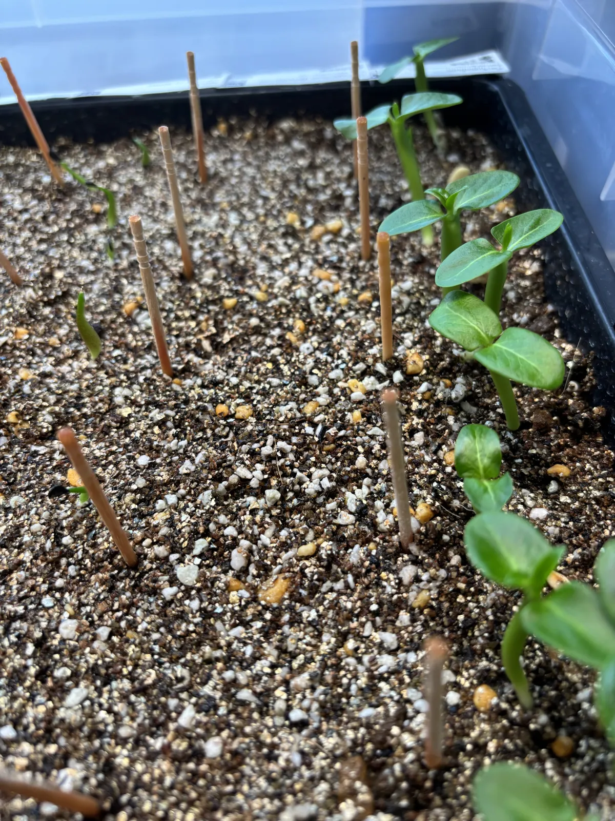 Pachypodium densiflorum var. densiflorum (パキポディウム デンシフローラム)