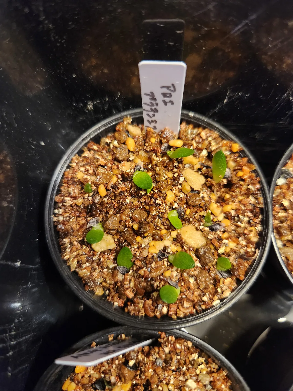 Aloe pratensis (アロエ プラテンシス)