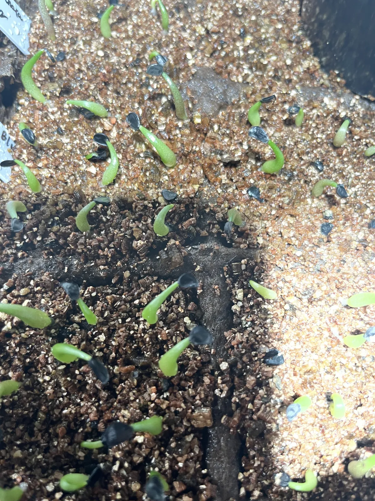 Agave titanota 'Blue' (アガベ チタノタブルー)