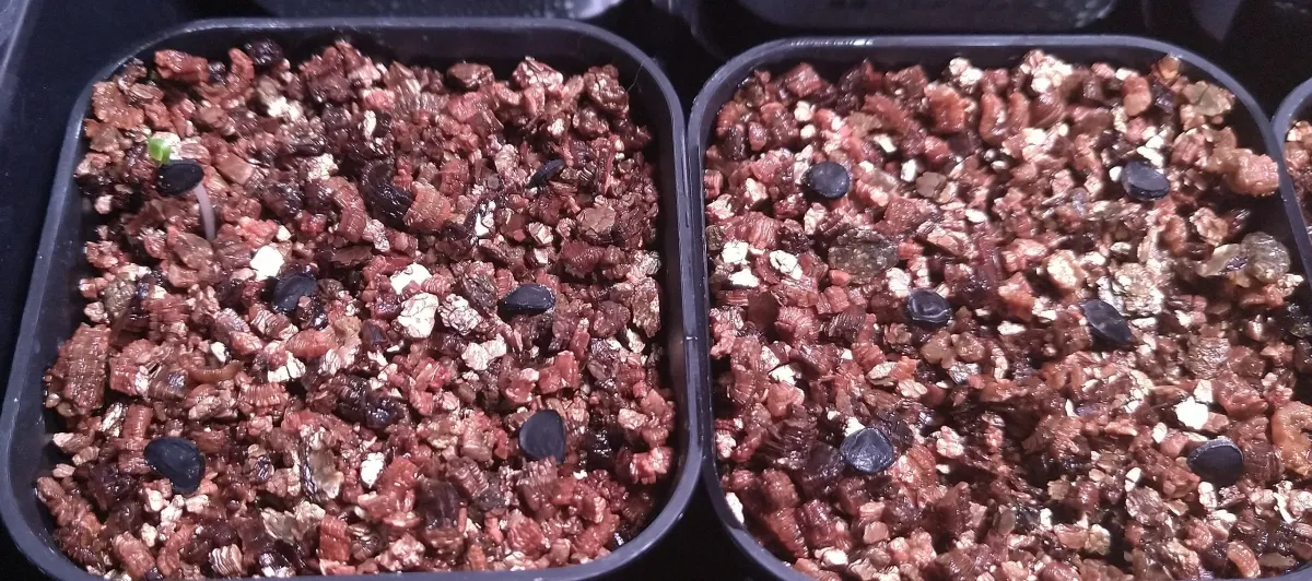 Yucca rostrata (ユッカ ロストラータ)