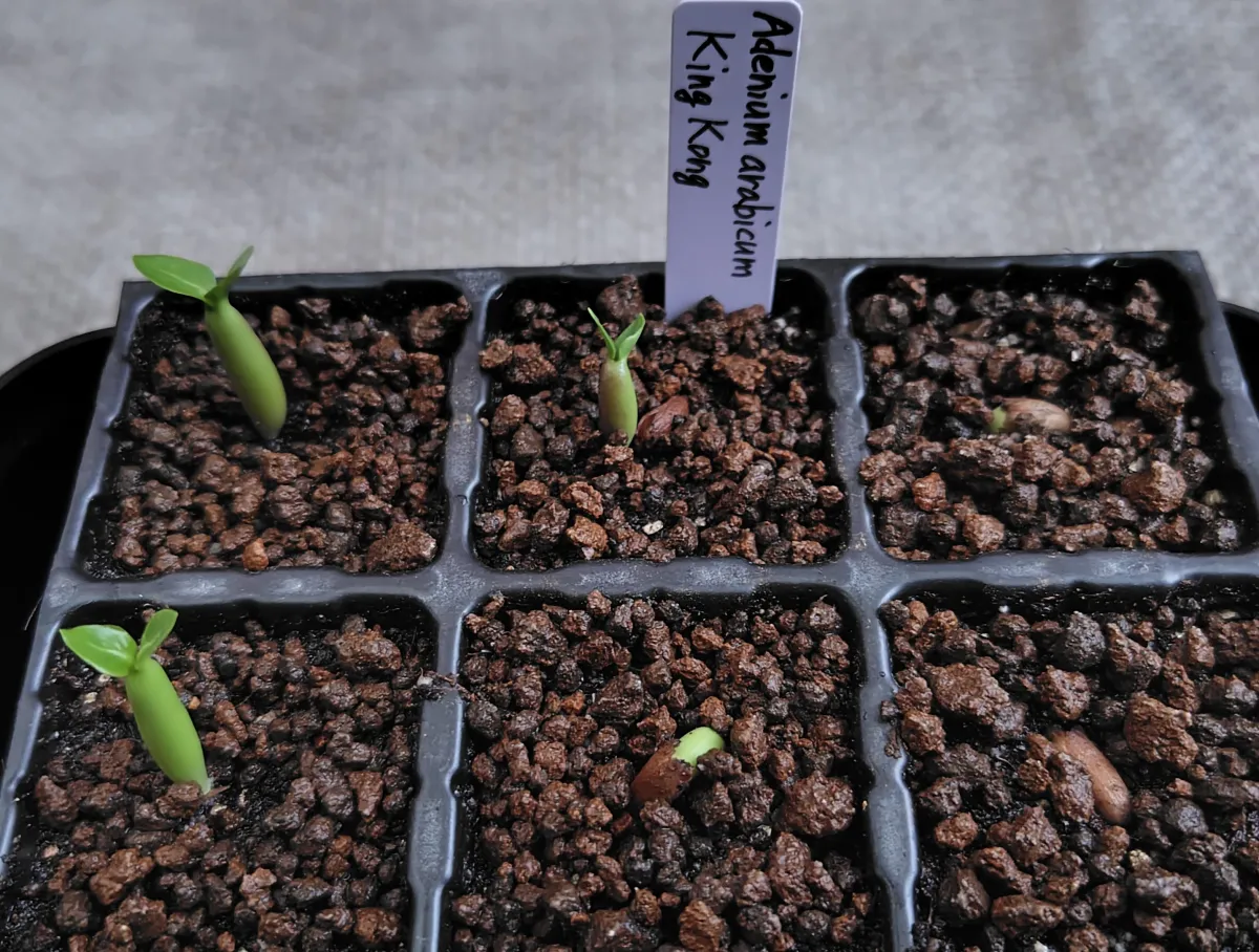 Adenium arabicum King Kong (アデニウム アラビカム キングコング)