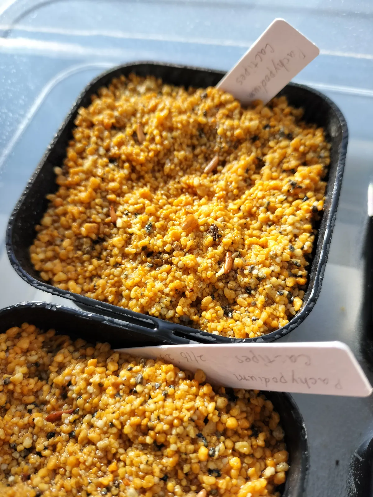 Pachypodium rosulatum ssp. cactipes (パキポディウム カクチペス)