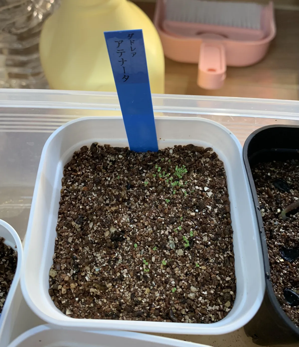 Dudleya attenuata ssp. attenuata (ダドレヤ アテナータ)