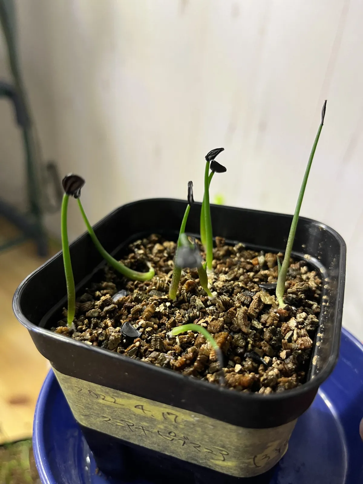 Agave seemanniana (アガベ ピグマエア)