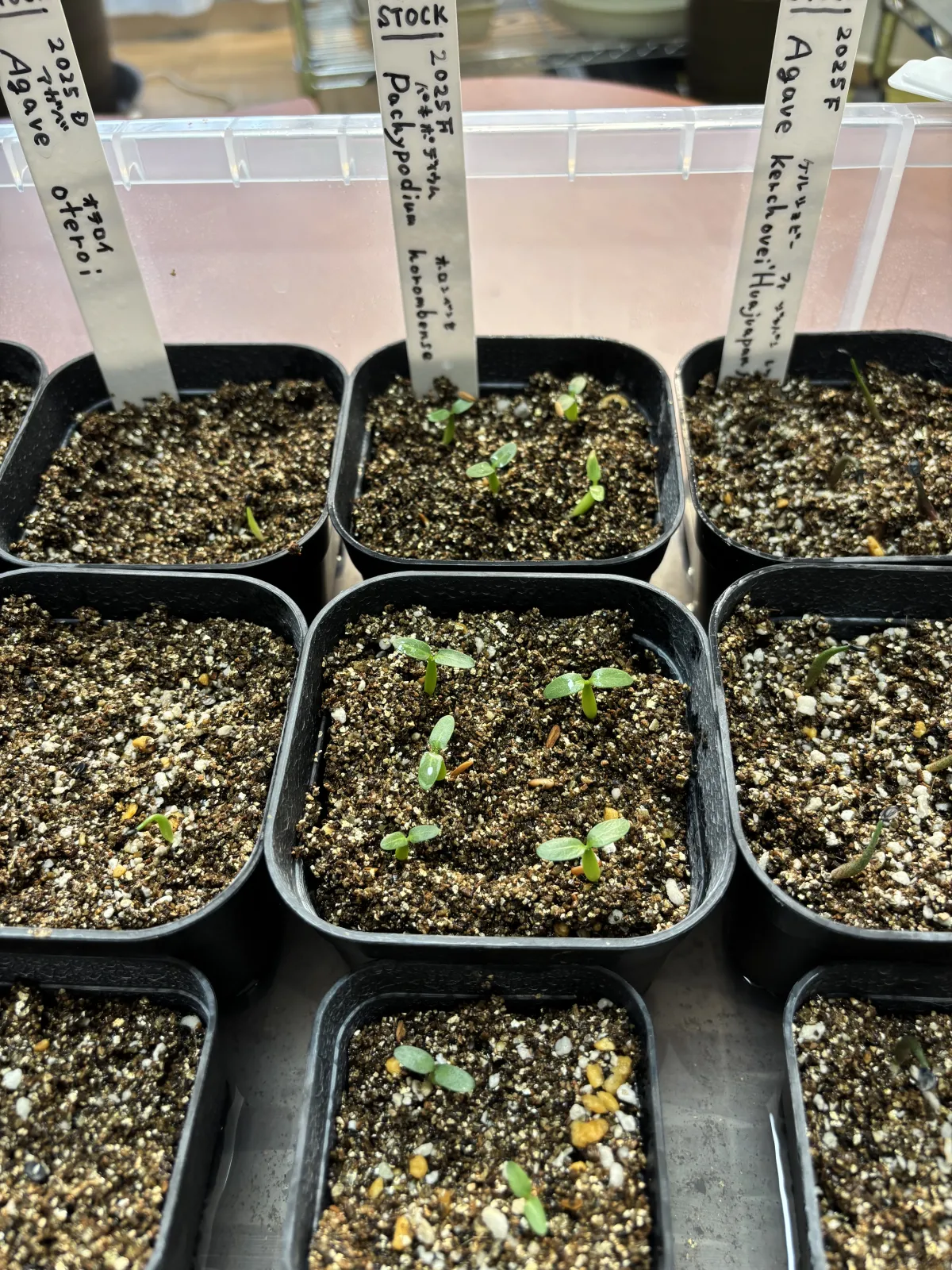 Pachypodium horombense (パキポディウム ホロンベンセ)