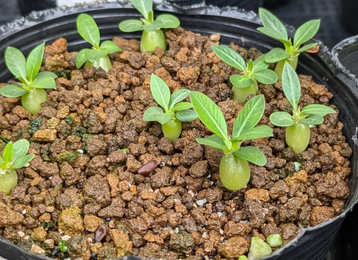 Pachypodium brevicaule subsp. leucoxanthum (パキポディウム レウコキサンツム)