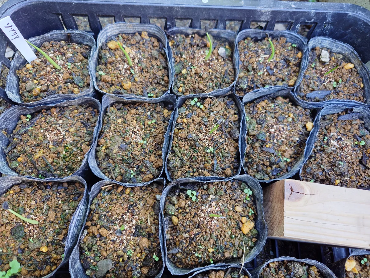 Agave sobria subsp. sobria (アガベ ソブリア)