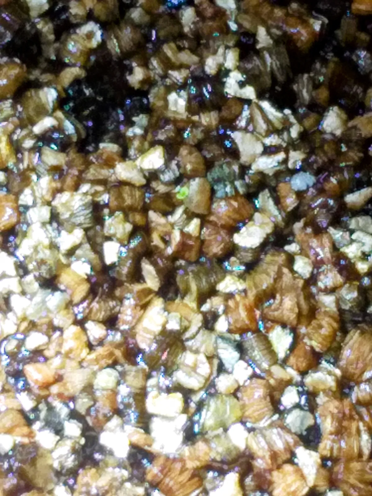 Begonia fulgurata (ベゴニア フルグラータ)