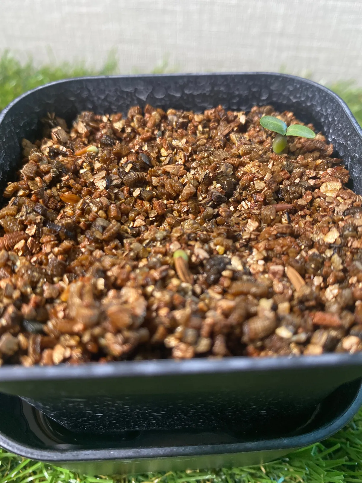 Pachypodium densiflorum var. brevicalyx (パキポディウム ブレビカリックス)