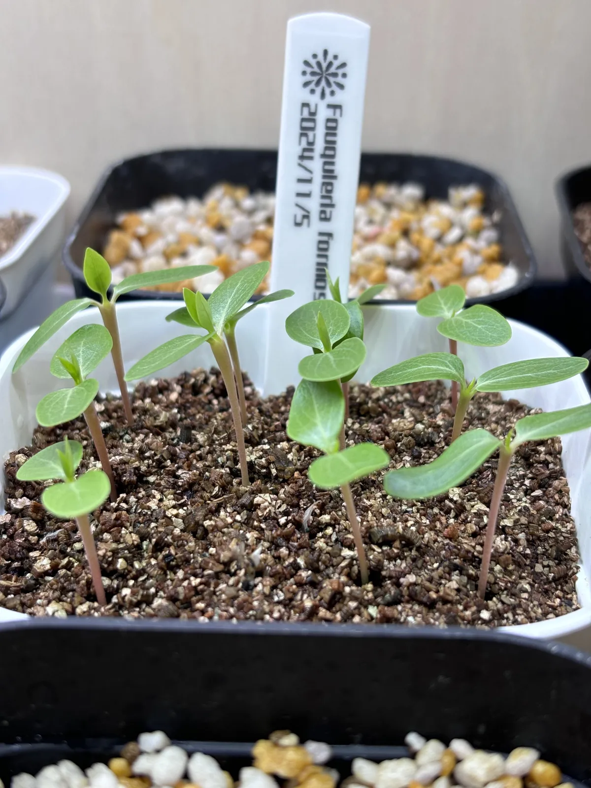 Fouquieria formosa (フォークイエリア フォルモサ)