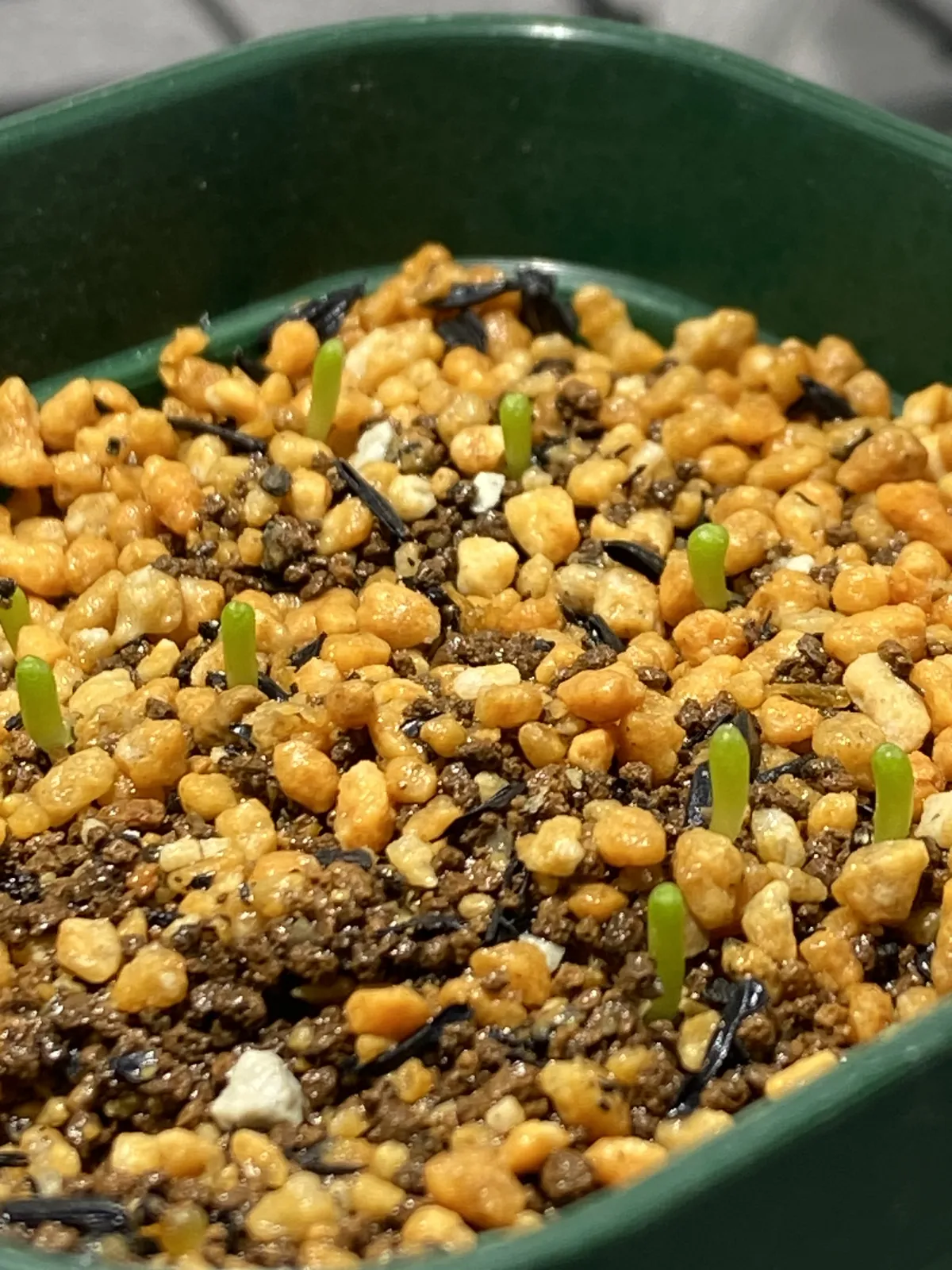 Geohintonia mexicana f. cristata (ジオヒントニア メキシカーナ)