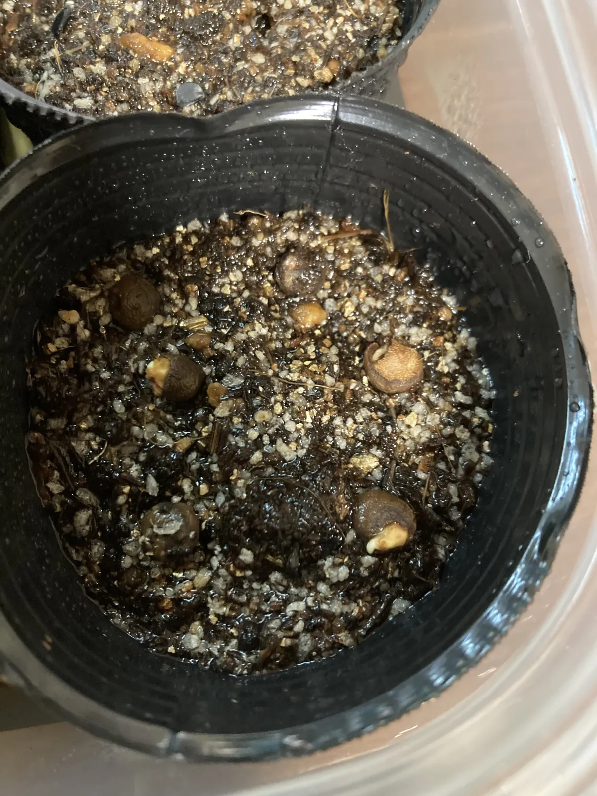 Operculicarya pachypus (オペルクリカリア パキプス)