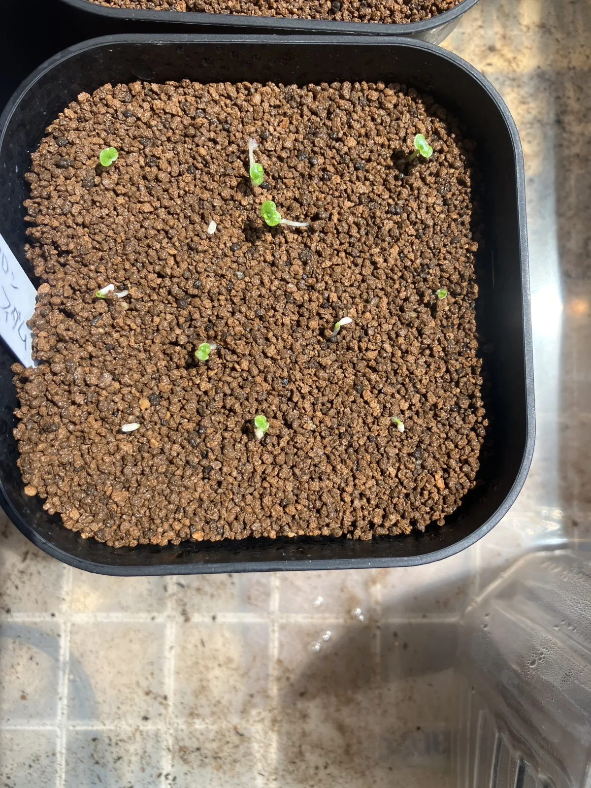 Philodendron bipinnatifidum (フィロデンドロン ビピンナティフィダム)