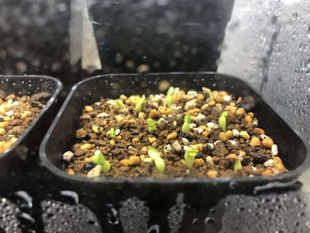 Pachypodium enigmaticum (パキポディウム エニグマチカム)