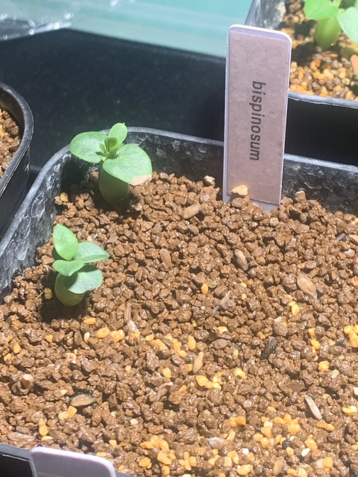 Pachypodium bispinosum (パキポディウム ビスピノーサム)