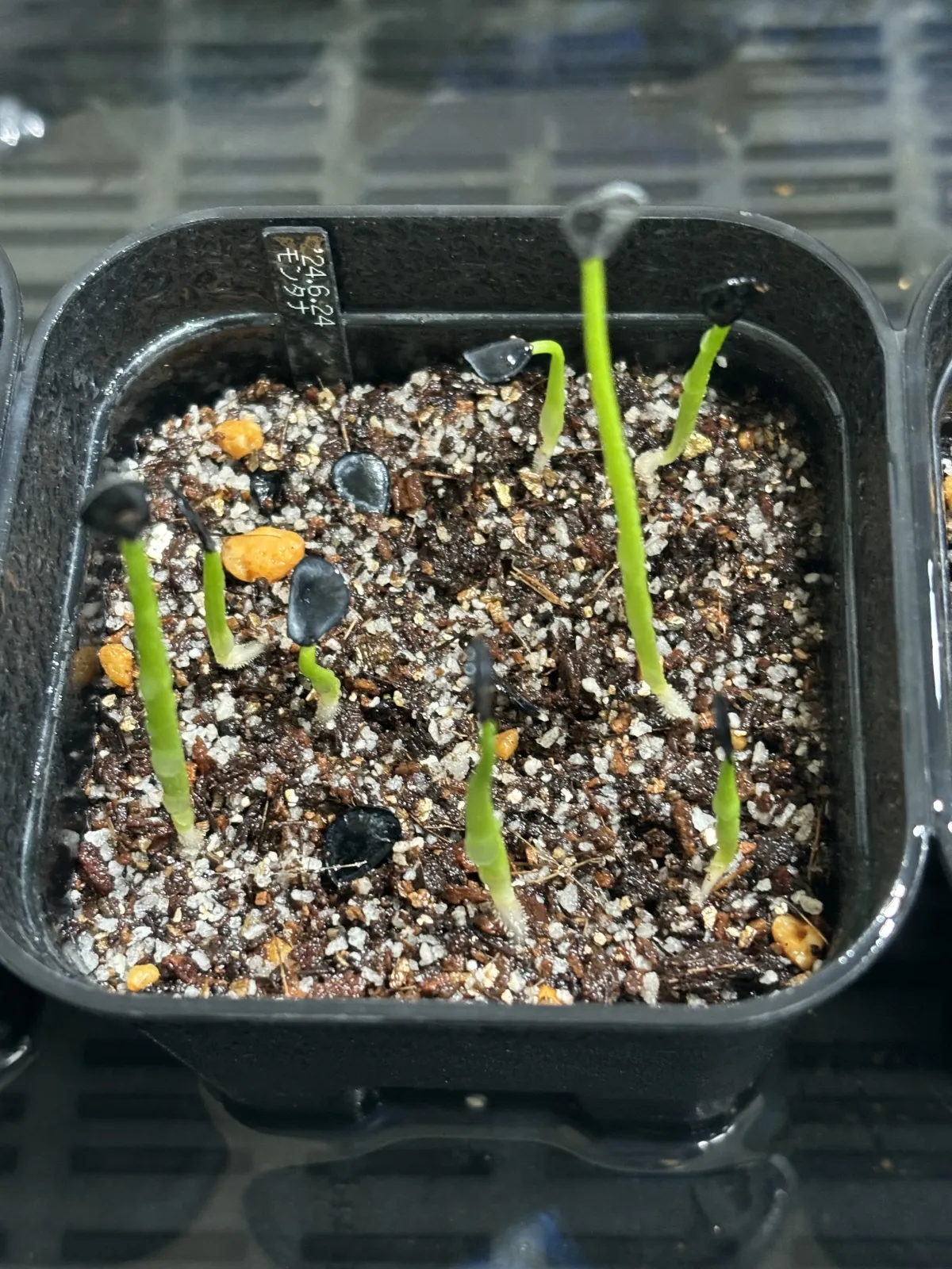 Agave montana (アガベ モンタナ)