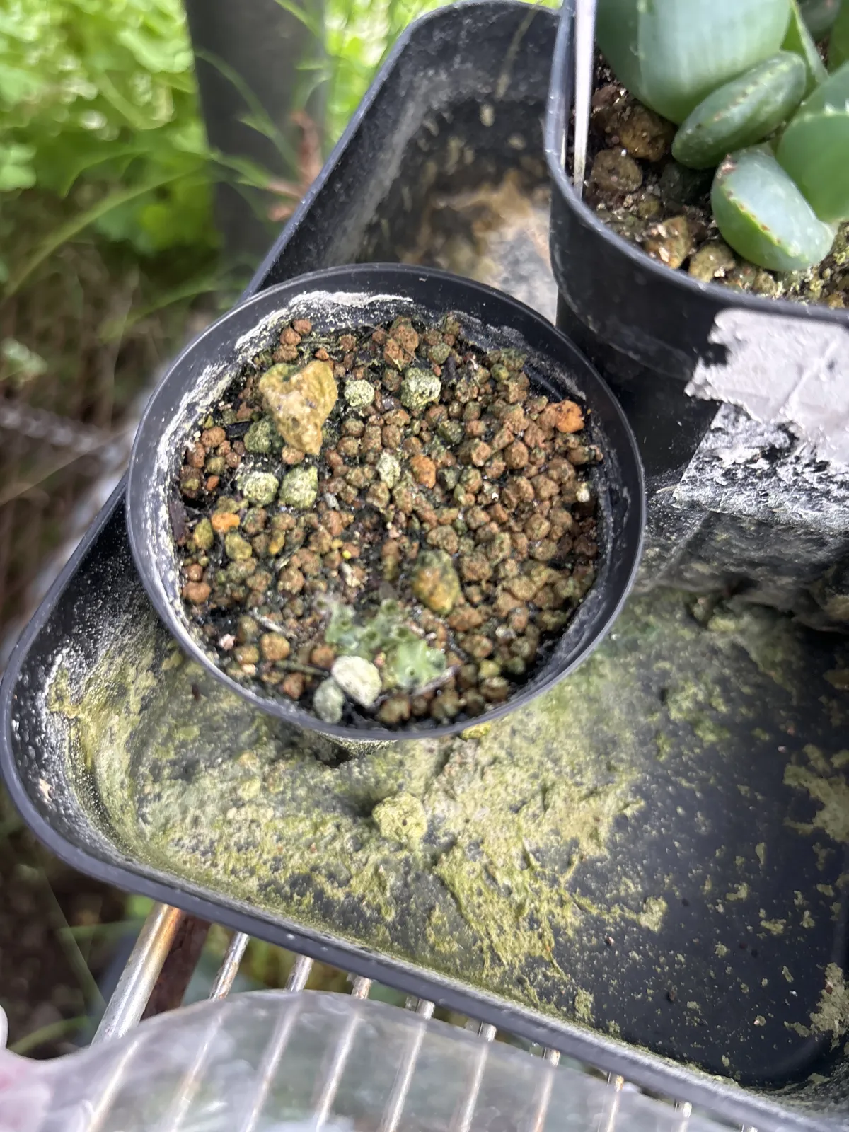 Operculicarya pachypus (オペルクリカリア パキプス)